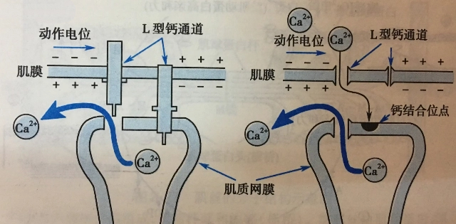 9ad11758445207.jpg